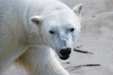 Polar bear