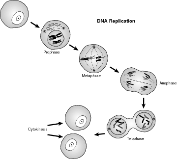 Cell cycle.