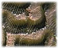 Brain coral
