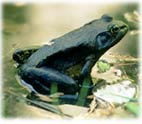 Freakish frogs