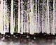 Blair Witch
