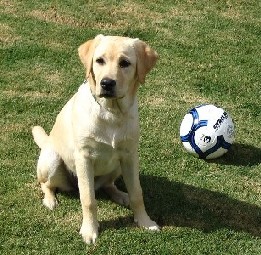 Yellow Labrador Retriever