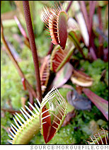 Venus fly trap