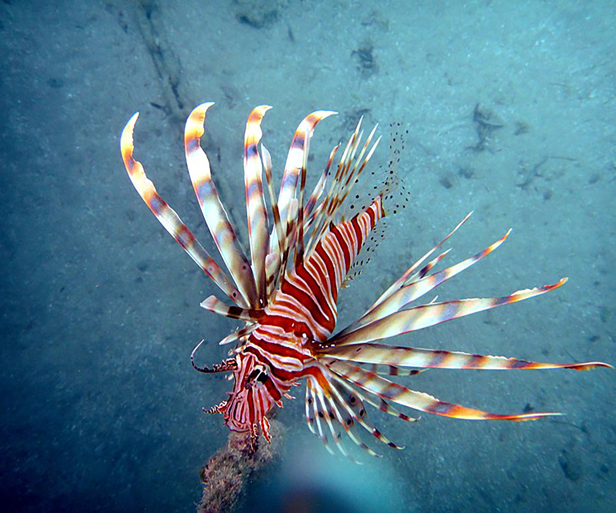 Red Sea Creature by Ahmed Elkastawy via Wikimedia Commons