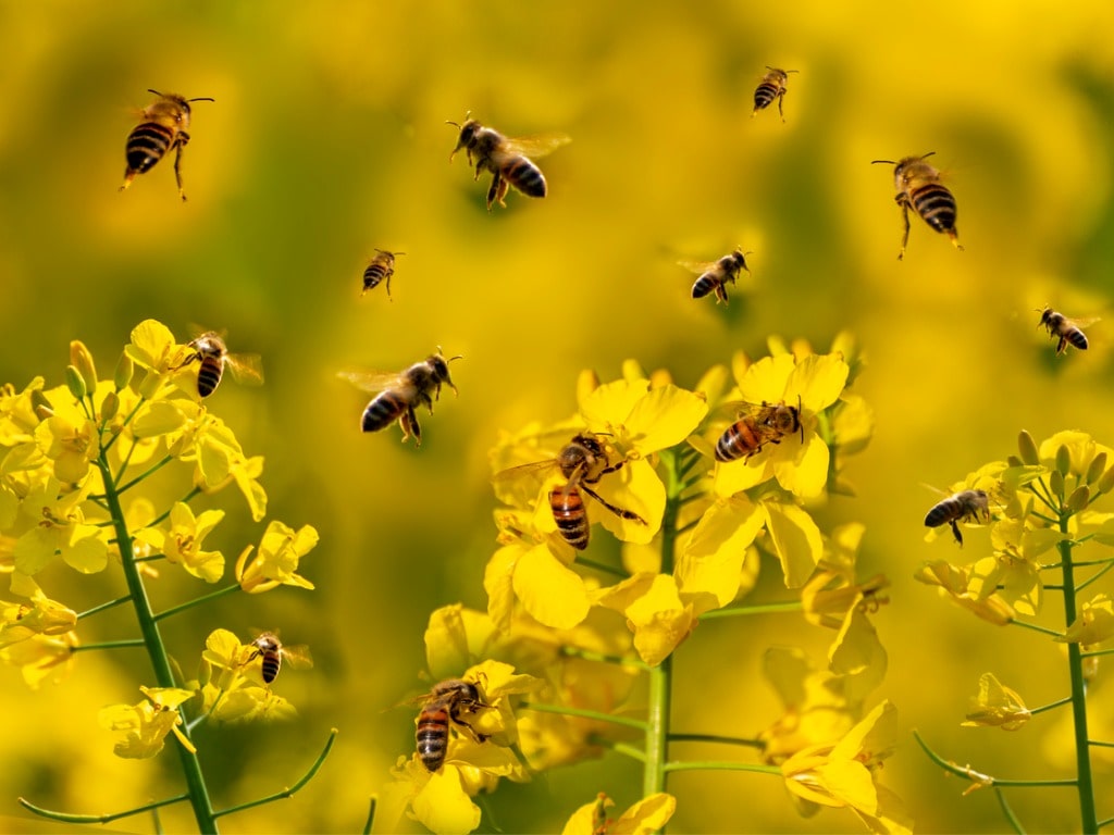 Bees