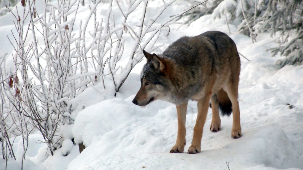Wolf