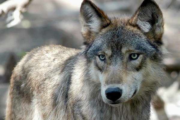 Gray Wolf Returns