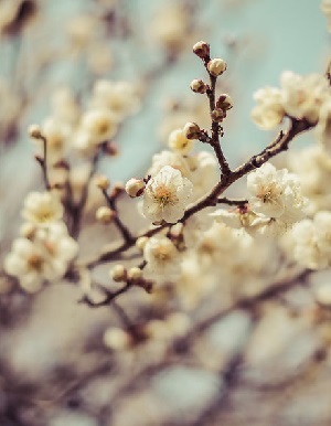 Sakura Blooms