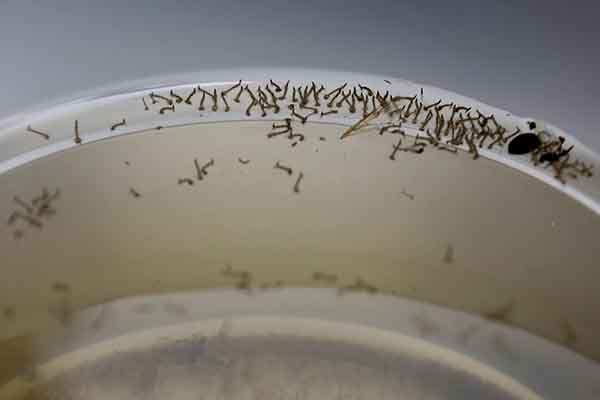 Modified Mosquitoes