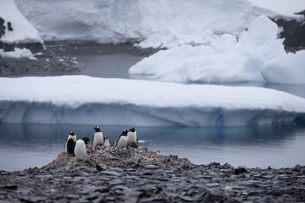 Penguins