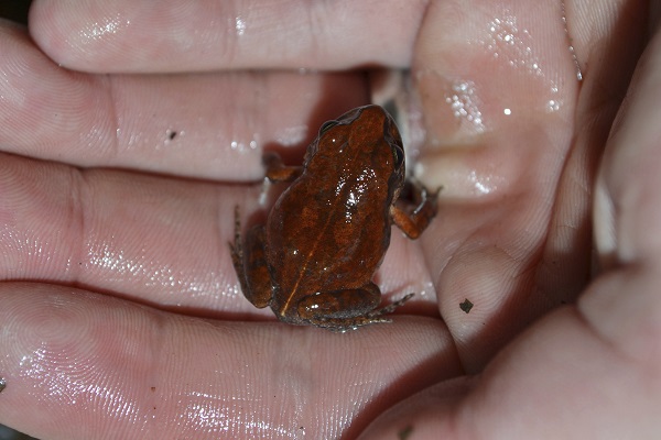 Rare Frog Species