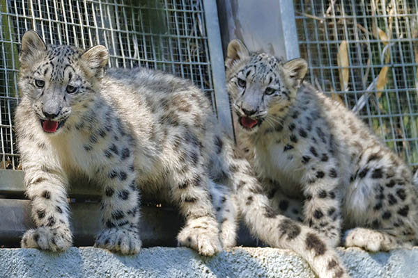Snow Leopards