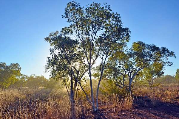 The Elusive Parrot is Found in the Outback of Queensland