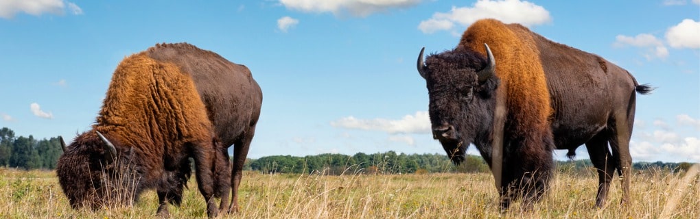 Bison