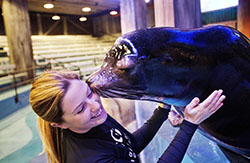 A seal lion and trainer at Georgia Aquarium