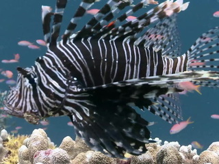 Undersea Senses of Fish, Sharks and Dolphins