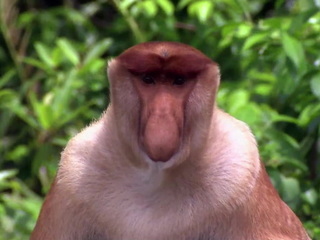 Proboscis Monkey and Grasshopper
